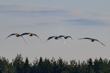 swans flying 