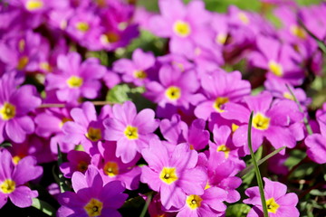 Fototapeta na wymiar Pink primrose blooming on a flowerbed, selective focus. Spring flowers with green grass in sunny day