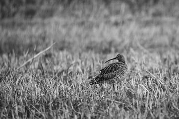 Obraz premium curlew in the field black and white