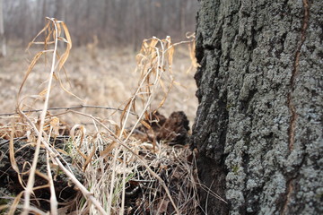 dry grass in the forest near a tree in nature in spring