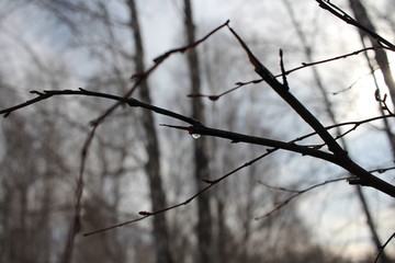 Fototapeta na wymiar a broken tree branch juice drips in the forest in spring on a birch tree