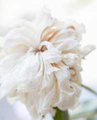 Faded white peony flower