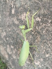 cactus in the desert