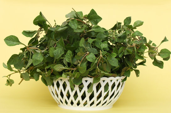 Group of Nutritious Alternanthera sessilis or Joyweed spinach in a basket