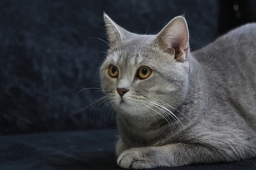 funny and cute cat with a big red heart