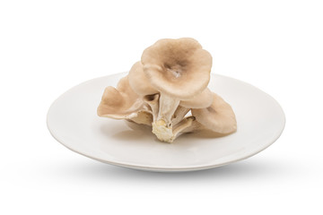 Pleurotus pulmonarius on white plate 