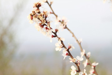 Blossom trees and the beauty of our world