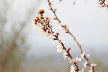 Blossom trees and the beauty of our world