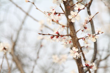 Blossom trees and the beauty of our world