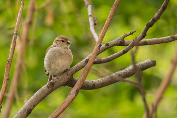 A Sparrow Resting on a Tree Branch on a Cloudy Day
