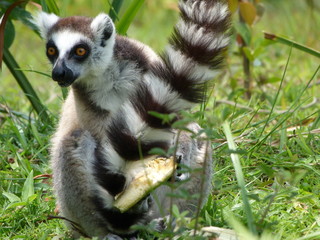 Ring-tailed lemur or lemur catta  eating a banana © Beatriz