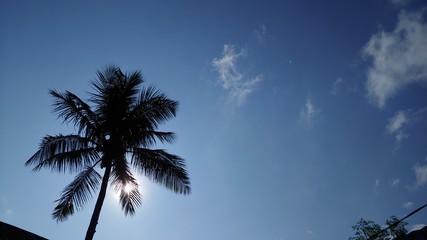 Fototapeta na wymiar coconut tree against the blue sky