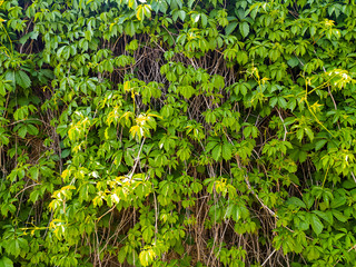 green leaves background