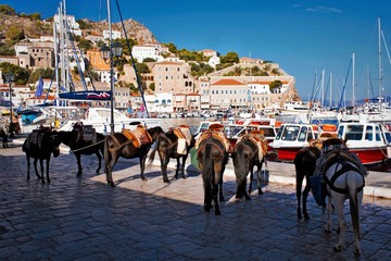 Mules waiting for tourists in the port of Hydra island, Greece.