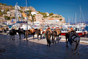 Mules waiting for tourists in the port of Hydra island, Greece.
