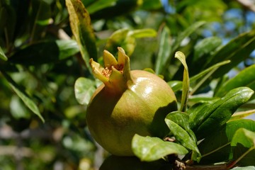 Granatapfel auf Salina