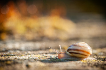 Garten-Bänderschnecke (Capea hortensis) auf Mauer