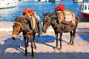 Naklejka na ściany i meble Mules waiting for tourists in the port of Hydra island, Greece.