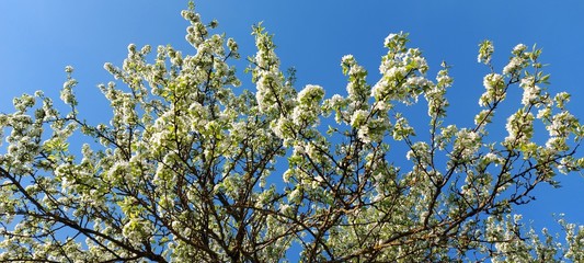 Pear blossoms