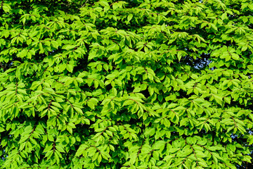 Textured natural green monochrome background of many green leaves in shrubs that grow in a hedge or hedgerow in sunny spring garden
