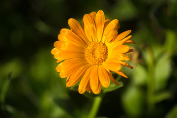 Flor