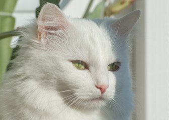 Fluffy white cat. Portrait of breed Turkish Angora cat. Close up photo.