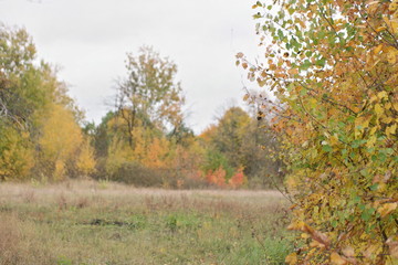 beautiful yellow autumn foliage