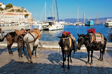 Mules waiting for tourists in the port of Hydra island, Greece.