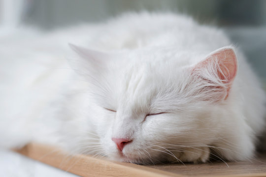 Fluffy white cat is sleeping. Portrait of breed Turkish Angora cat. Close up photo.