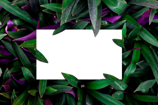 Leaves and white areas for making covers or pages