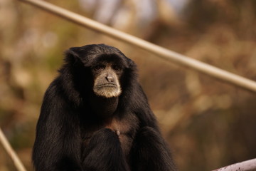 フクロテナガザル