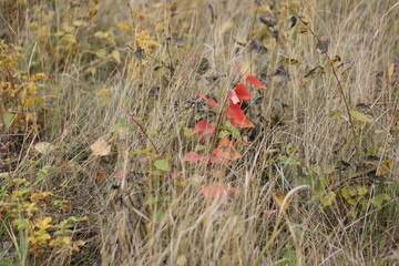 yellow autumn leaves in the sun