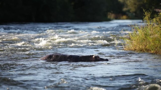 Hippopotame