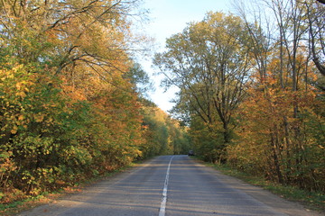 Fototapeta premium autumn road in the forest