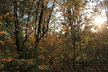Obraz premium autumn sun in the forest