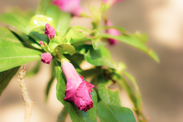 Pink Desert rose flowers