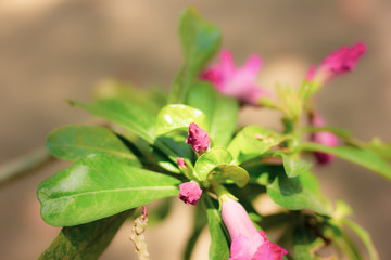 Pink Desert rose flowers