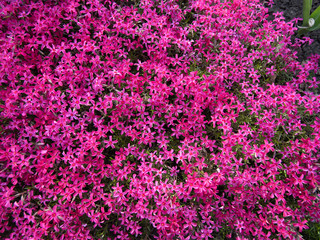 pink phlox subulata flowers flowers grow on a personal plot. - 345055067