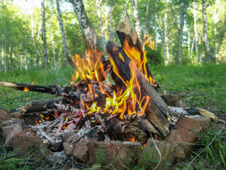 Campfire in the green forest