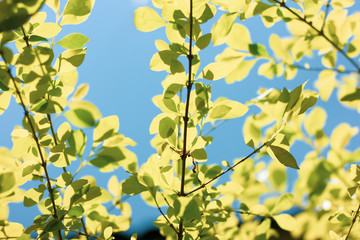 Green leaf of  Duranta repens tree