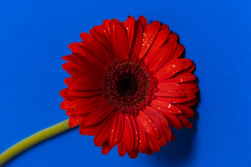 Red gerbera on a blue background