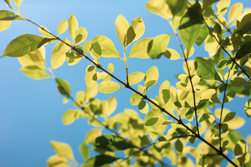 Green leaf of  Duranta repens tree