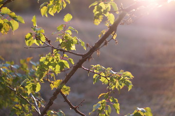 sunlight through trees,