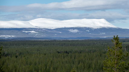 Fototapeta premium Forest landscape with dramatic snowy mountains in the background.