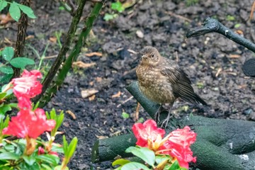 Amsel mit Jungvogel