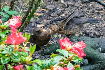 Amsel mit Jungvogel