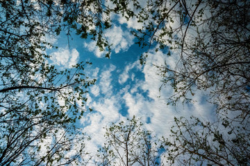 tree branches against blue sky