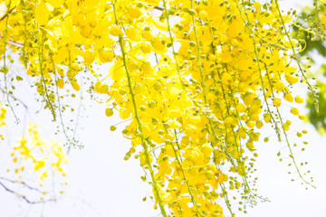 Spring flowers, Yellow flower beautiful