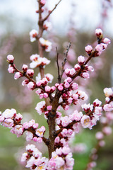 Apricot, blooms, beautiful lilac flowers, spring