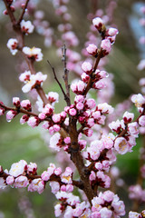 Apricot, blooms, beautiful lilac flowers, spring